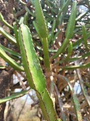 Euphorbia confinalis