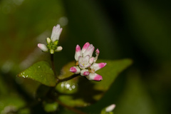 Persicaria biconvexa