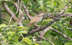 Phylloscopus schwarzi