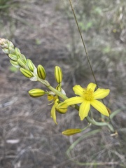 Bulbine bulbosa