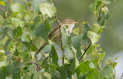 Phylloscopus schwarzi