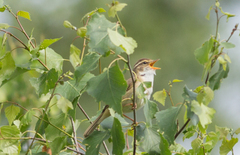 Phylloscopus schwarzi