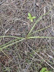 Bulbine bulbosa