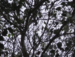 Lichmera indistincta