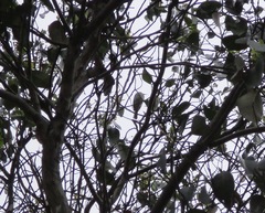 Lichmera indistincta