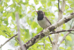 Turdus atrogularis