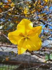 Fremontodendron californicum