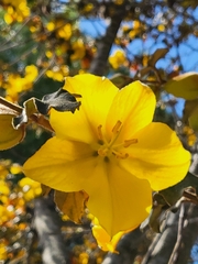 Fremontodendron californicum