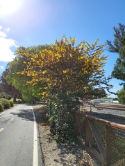 Fremontodendron californicum