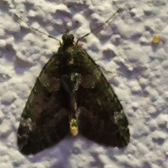 Chloroclysta siterata