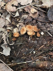 Marasmius sullivantii
