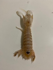 Squilla mantis
