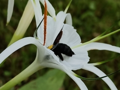 Xylocopa aestuans