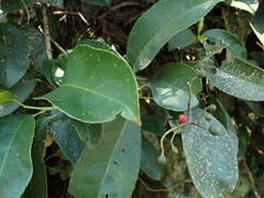 Turpinia formosana