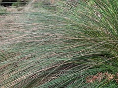 Poa labillardierei