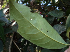 Turpinia formosana
