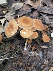 Marasmius sullivantii