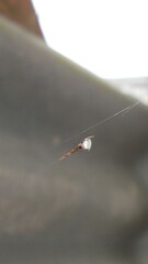 Argyrodes antipodianus