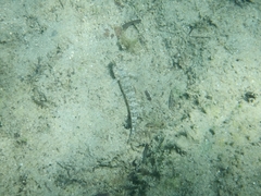 Gobius incognitus