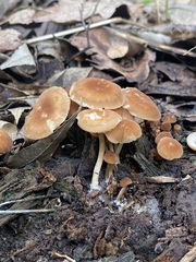 Marasmius sullivantii