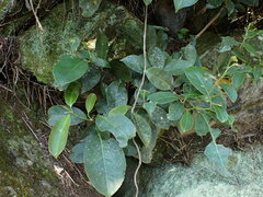 Turpinia formosana