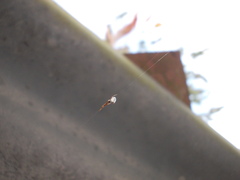 Argyrodes antipodianus