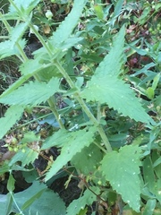 Scrophularia herminii