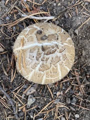 Neolentinus ponderosus