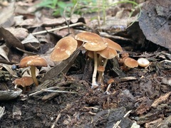 Marasmius sullivantii