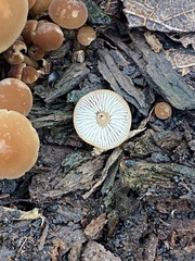 Marasmius sullivantii