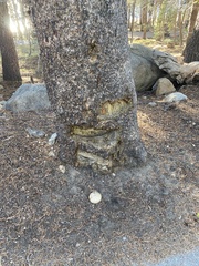 Neolentinus ponderosus