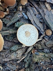 Marasmius sullivantii