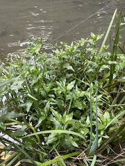 Gymnocoronis spilanthoides