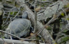 Emydoidea blandingii