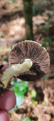 Agaricus auricolor