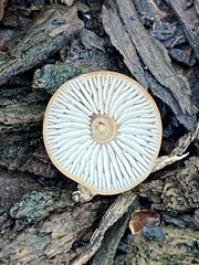 Marasmius sullivantii
