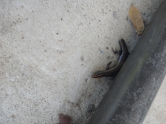 Plestiodon tetragrammus