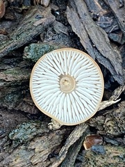 Marasmius sullivantii