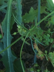Geocaryum capillifolium