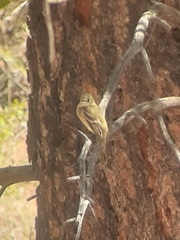Empidonax occidentalis