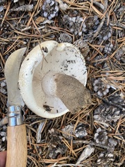 Neolentinus ponderosus