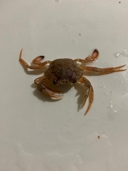 Liocarcinus depurator