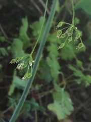 Geocaryum capillifolium