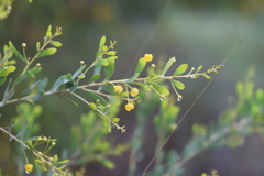 Acacia melleodora