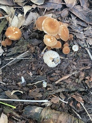 Marasmius sullivantii