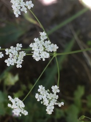 Geocaryum capillifolium