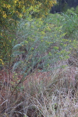 Acacia melleodora
