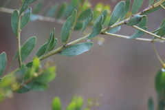 Acacia melleodora