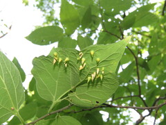 Celticecis spiniformis