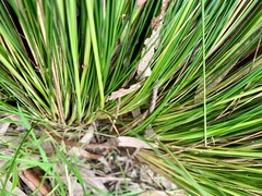 Poa labillardierei